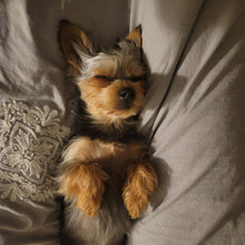 Victorian Varnish: Valentine's Day Duo "I Have A Problem with My Licker" and "It's Ruff Under the Covers" *CAPPED PRE-ORDER*