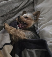 Victorian Varnish: Valentine's Day Duo "I Have A Problem with My Licker" and "It's Ruff Under the Covers" *CAPPED PRE-ORDER*